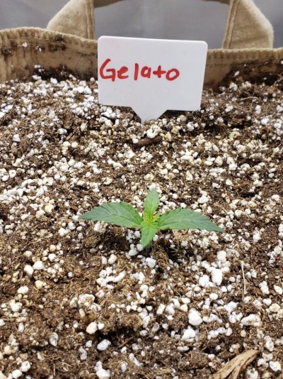 First grow. Autoflowers in promix hp