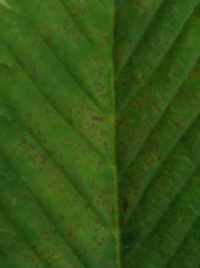 Russet Mites!