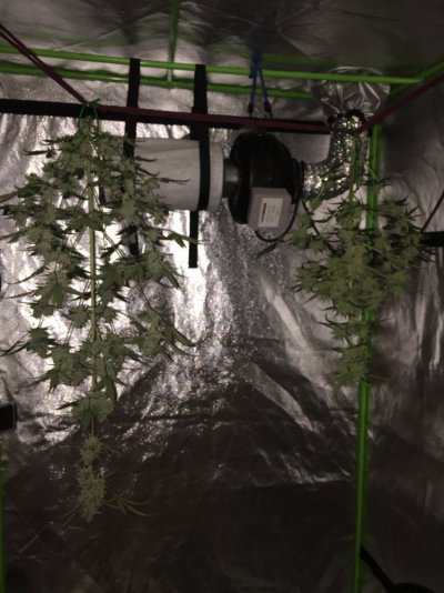 My First Grow - The End Is Near