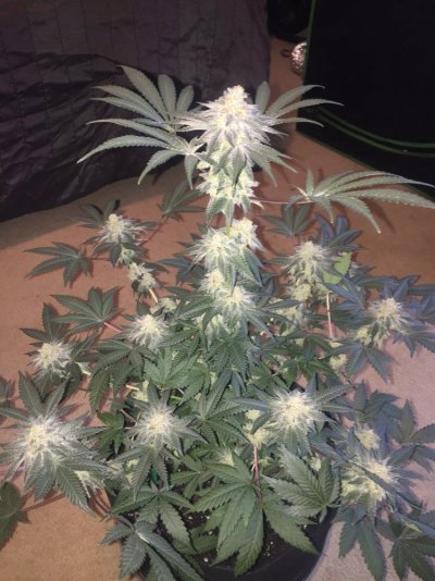 My First Grow - The End Is Near
