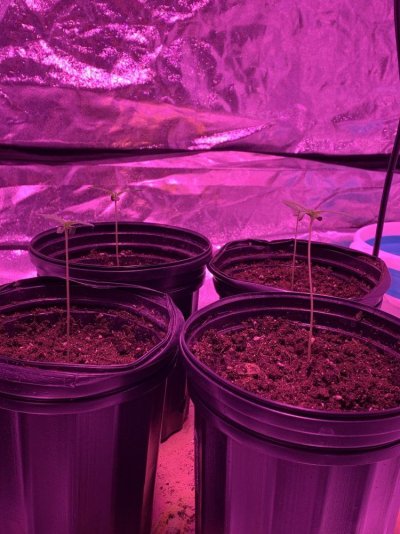 kings-yeti-grow-diary-gorilla-glue-4-x-white-widow-2.jpg