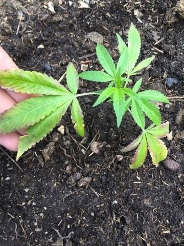 help-leafs-turning-white-and-dying-3.jpg