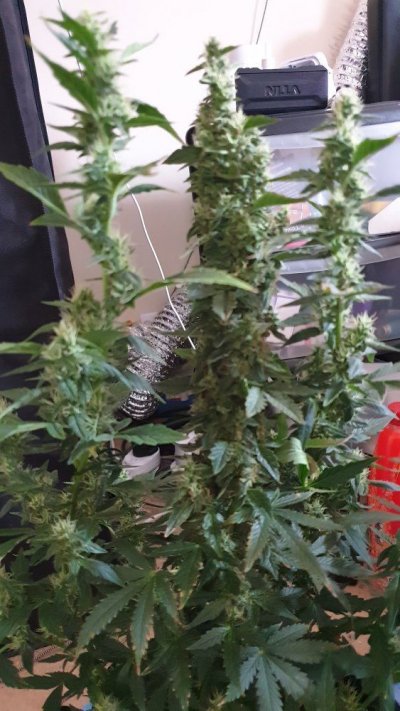 easy-one-strain--well-its-been-12-weeks-2.jpg