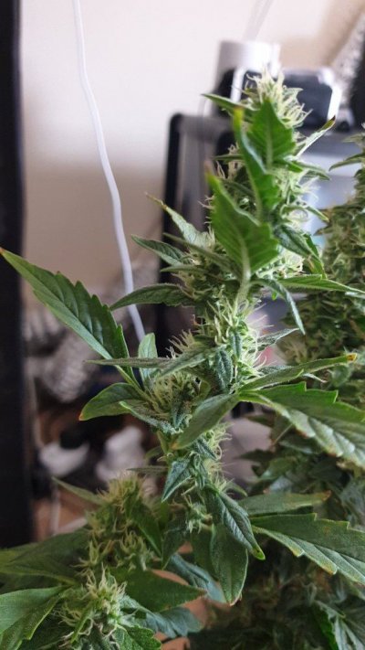 easy-one-strain--well-its-been-12-weeks-6.jpg