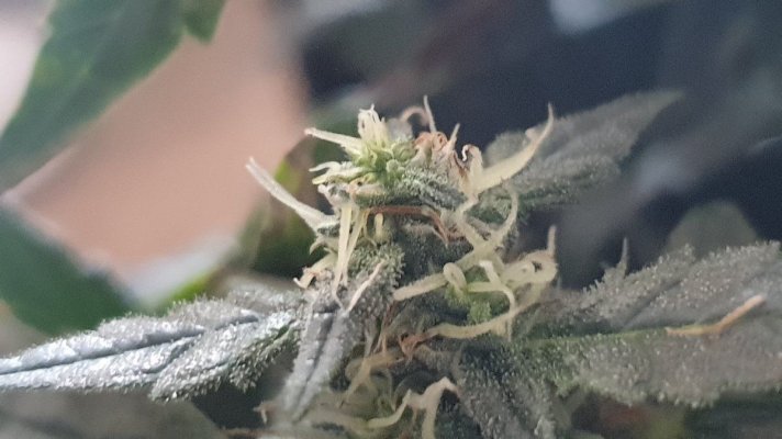easy-one-strain--well-its-been-12-weeks-13.jpg