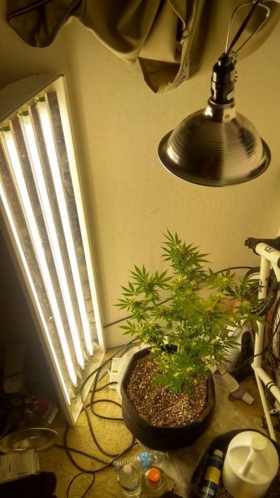 opinions-on-plant-health-how-old-is-it-worth-the-grow-what-can-i-do-different-for-next-crop.jpg