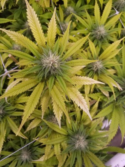 Help leaves dying off