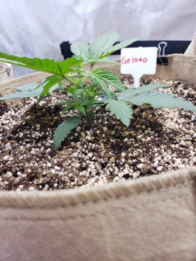 First grow. Autoflowers in promix hp