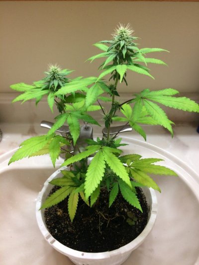 big-bud-beginner-grow-1-8.jpg