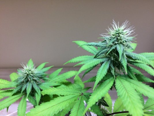big-bud-beginner-grow-1-9.jpg