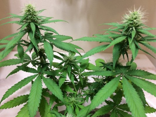 big-bud-beginner-grow-1-13.jpg