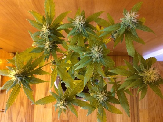 big-bud-beginner-grow-1-15.jpg