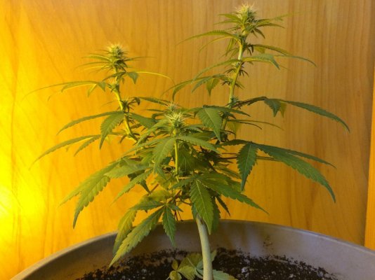 big-bud-beginner-grow-1-19.jpg