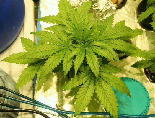 Hail Hydro 2.0: New Beginnings