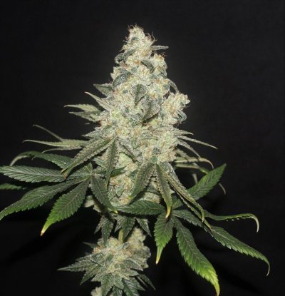 Bodhi Seeds Thread.