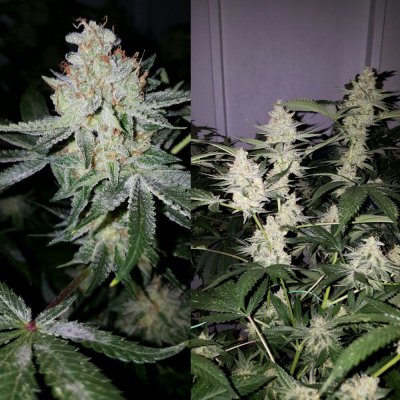 Organic growing and soil don't use Liquid nutrients