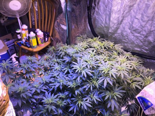 Transition feeding