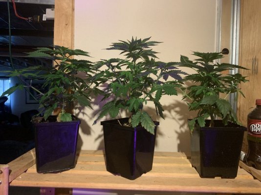 175-gallon-grow-bags-with-some-train-wreck-in--cheap-greenhouse.jpeg
