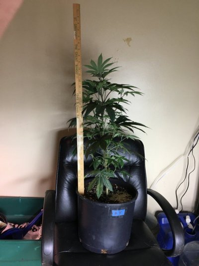 Bubba Cookies Grow Journal (divine Genetics)