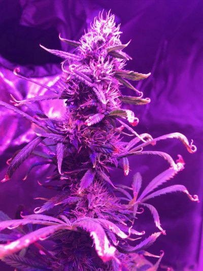 Growster Diary