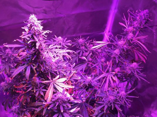 Growster Diary