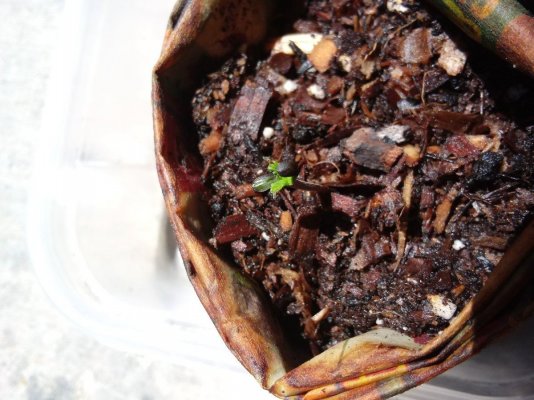 help-seeding-with-dead-first-leaves-2.jpg