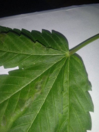 Possible pests nute splash defecincy? Please help