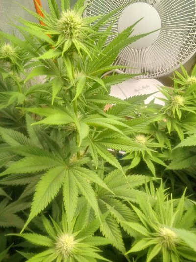 Possible pests nute splash defecincy? Please help