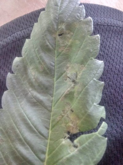 Possible pests nute splash defecincy? Please help