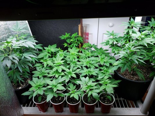 Strain Hunting 🔎