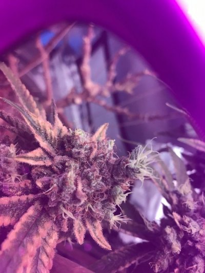 accident-reveg-near-harvest.jpeg