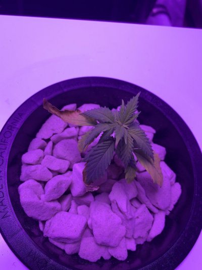 deficiency-recovery.jpeg