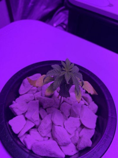 deficiency-recovery-2.jpeg