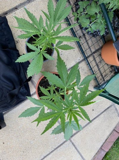 Outdoor grow UK - Moby dick auto