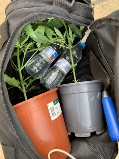 Outdoor grow UK - Moby dick auto