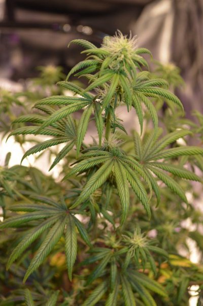 New Grower Process So Far.