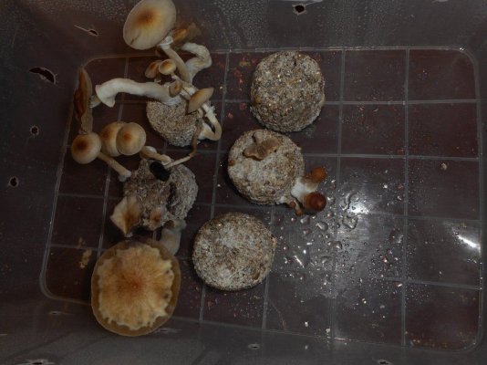 fungim000.jpg