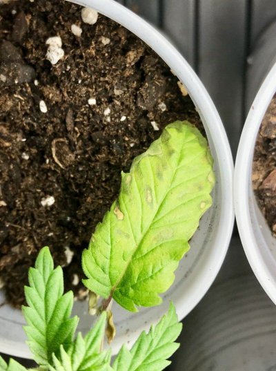 seedlings-with-dying-bottom-leaves-2.jpeg