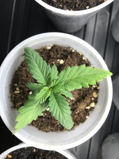 seedlings-with-dying-bottom-leaves-3.jpeg