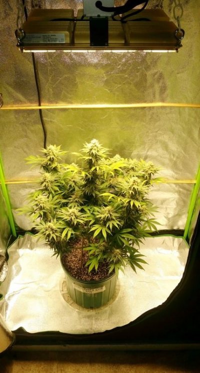 Blackberry OG in Bloom
