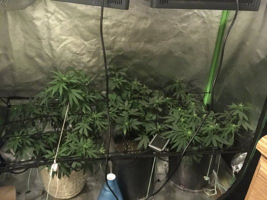 Damien's Photo Grow: Malawi X Panama Edition