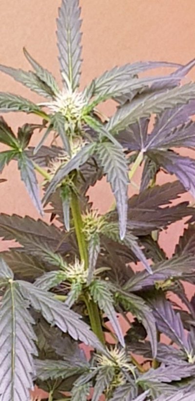Critical lights with lst