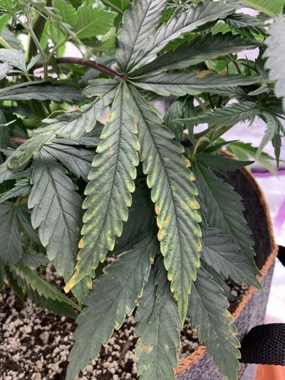 whats-wrong-w-these-leafs.jpg