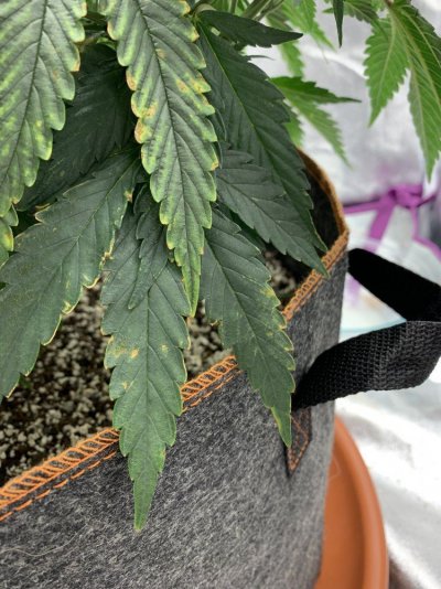 What’s wrong w these leafs?