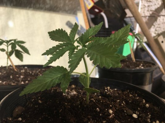 Sleepys grow diary