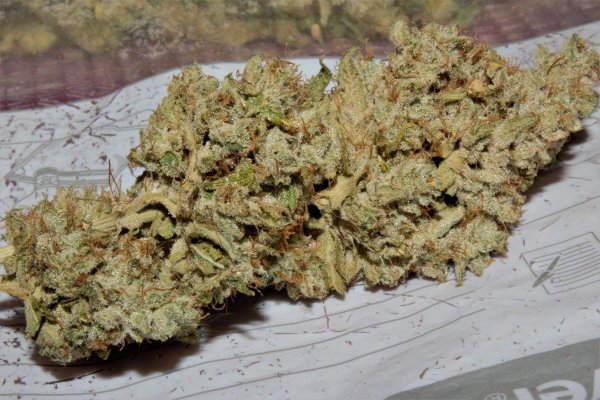 Bubba Cookies Grow Journal (divine Genetics)