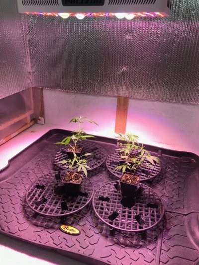 Clones under light 1.jpg
