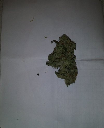 Photos of latest harvest