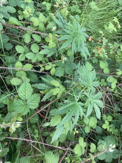 Outdoor grow UK - Moby dick auto