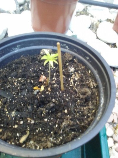 help--new-leaves-start-green-then-turn-yellow-4.jpg